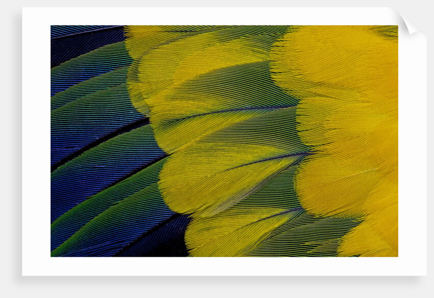 Fanned out wing feathers in blue, green and yellow of Sun Conure by Anonymous