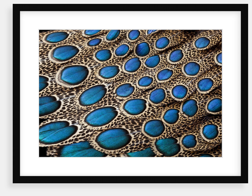 Malay Peacock Pheasant both tail and wing feathers layered in feather design with blue spots on disp by Anonymous