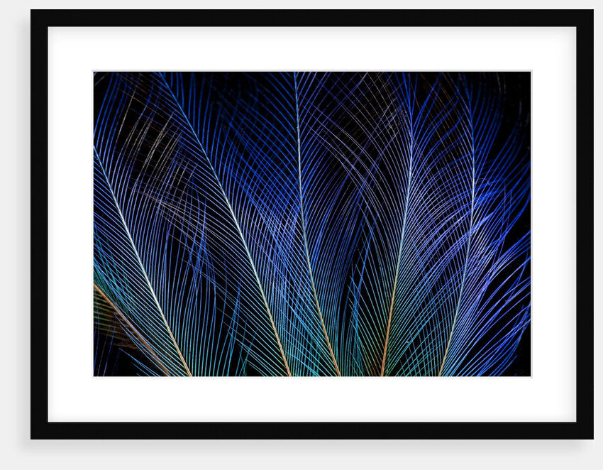Display feathers of Blue Bird of Paradise by Anonymous
