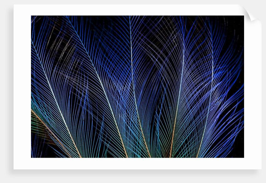 Display feathers of Blue Bird of Paradise by Anonymous