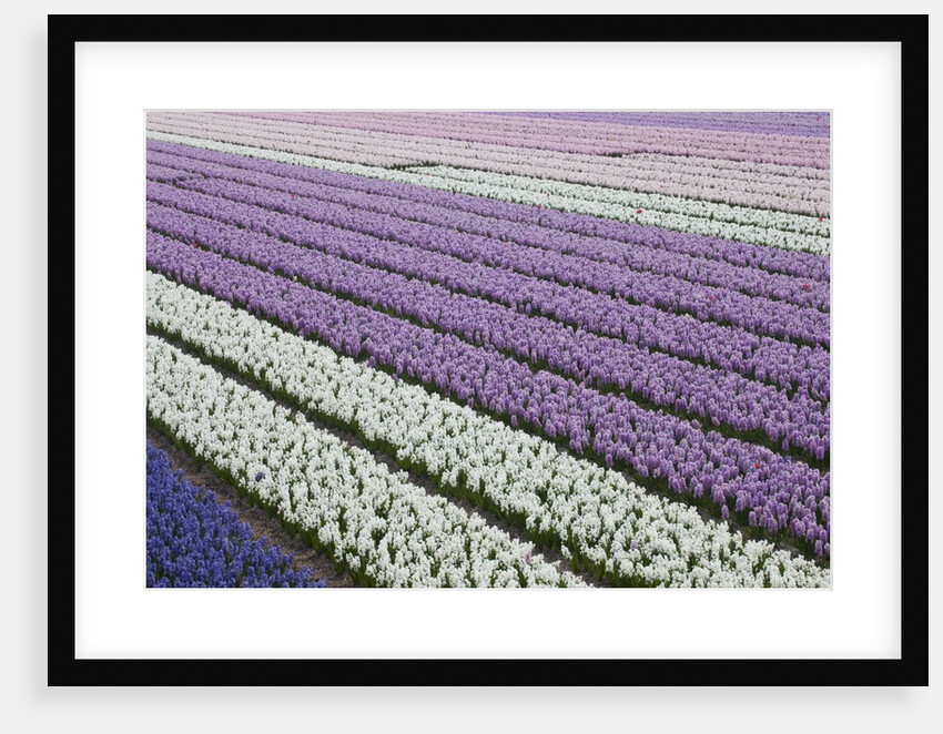 Rows of colorful Hyacinths grown as crop in Lisse, Netherlands (Holland) by Anonymous
