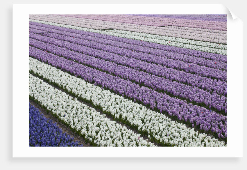 Rows of colorful Hyacinths grown as crop in Lisse, Netherlands (Holland) by Anonymous