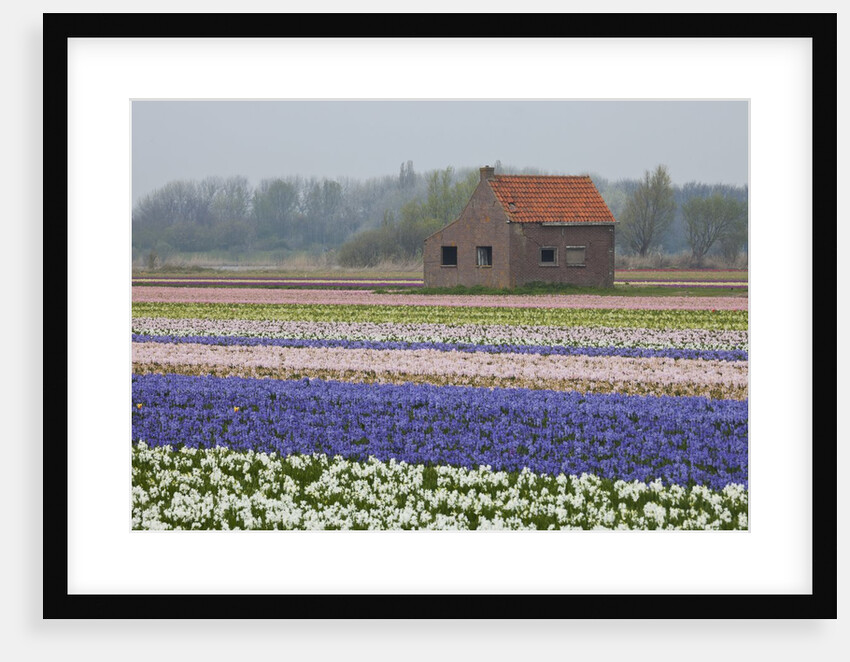 Brick Shed in growing field of Hyacinths, springtime near Lisse Netherlands by Anonymous