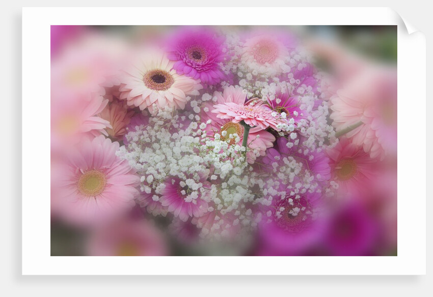 Gerber Daisy arrangement with selective focus by Anonymous