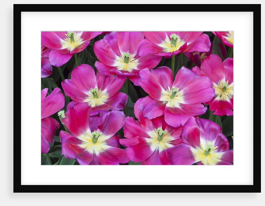 Bright pink tulips with there blooms open display gardens Kuekenhof, Netherlands by Anonymous