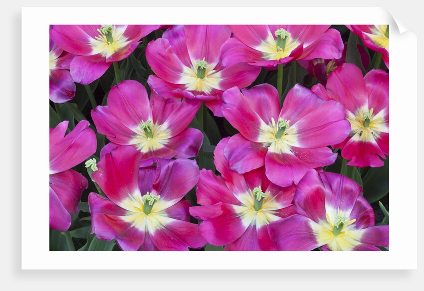 Bright pink tulips with there blooms open display gardens Kuekenhof, Netherlands by Anonymous