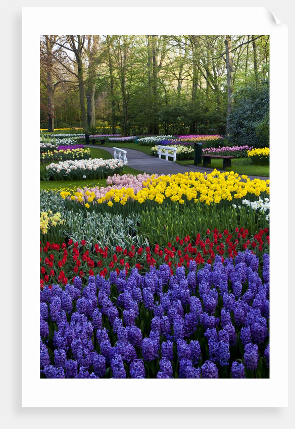 Keukenhof Gardens near Lisse in springtime bloom by Anonymous