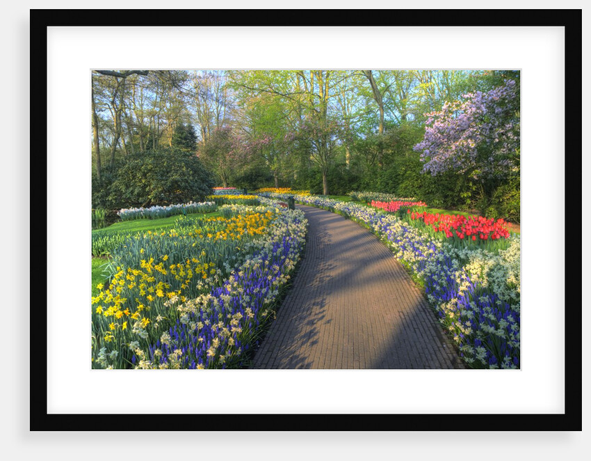Springtime colors and pathway in Kuekenhof gardens with Hyacinths, Daffodils, Tulips Holland (Nether by Anonymous