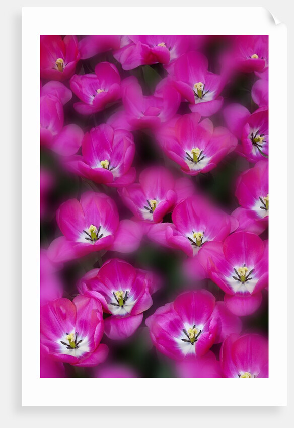 Bright pink tulips with there blooms open display gardens Kuekenhof, Netherlands by Anonymous
