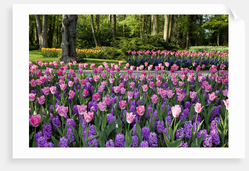 Keukenhof Gardens near Lisse in springtime bloom by Anonymous