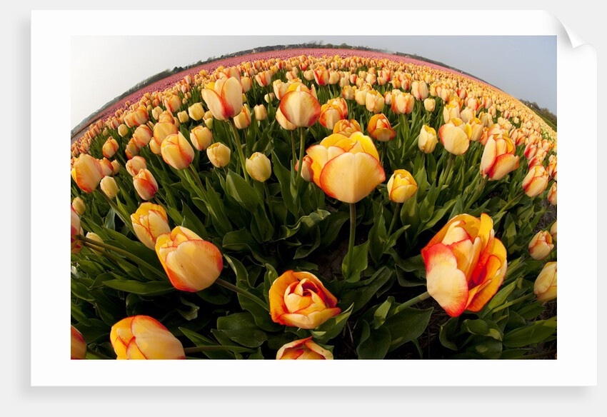 North Holland, Netherlands, springtime tulips fields in Orange tones by Anonymous