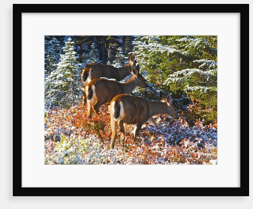 snow adds beauty to fall colors and deer, Paradise Park, Mt. Rainier National Park, Washignton State by Anonymous