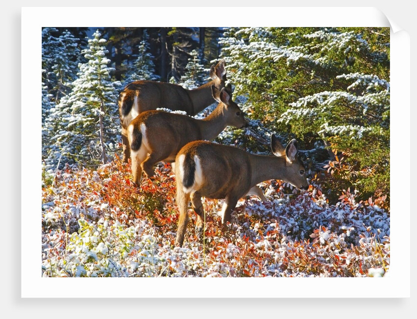 snow adds beauty to fall colors and deer, Paradise Park, Mt. Rainier National Park, Washignton State by Anonymous