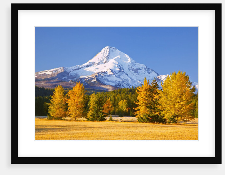 sunrise over Mt. Hood and fall color trees, Hood River, Oregon Cascades by Anonymous