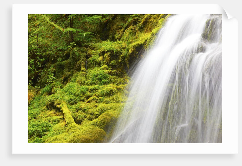 Beautiful Proxy Falls, Willamette National Forest, Oregon Cascade Mountains. Pacific Northwest by Anonymous