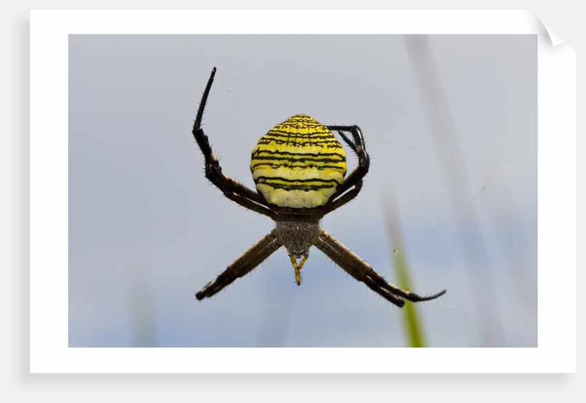 Spider in web, Baliem Valley, Indonesia by Anonymous