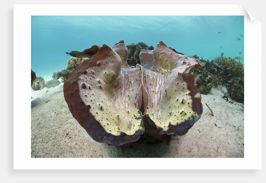 Giant Clam (Tridacna squamosa) by Anonymous