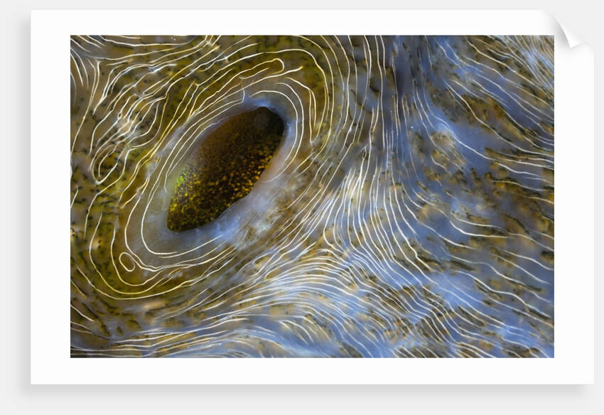 Close-up of Great Clam mantle by Anonymous