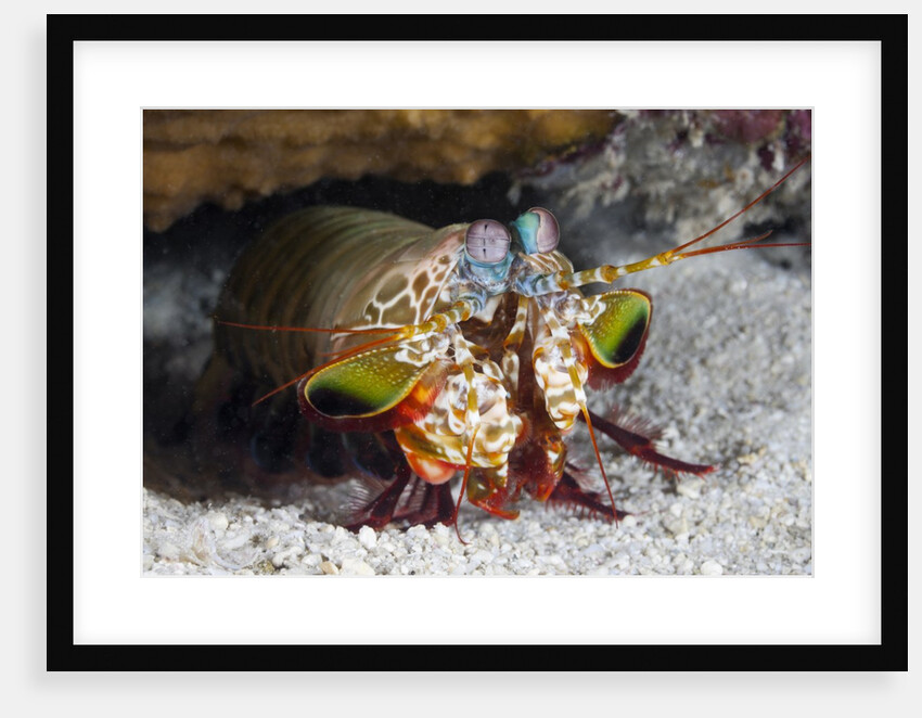 Smasher Mantis Shrimp by Anonymous