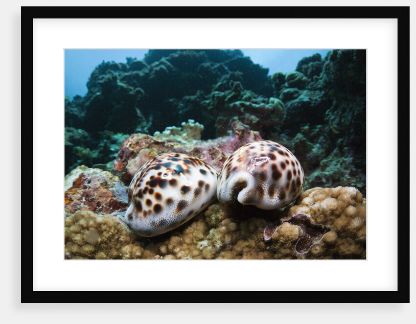 Two living Tiger Cowries by Anonymous
