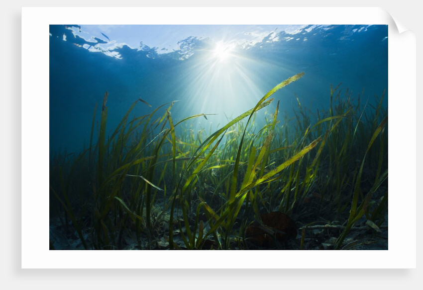 Seagrass by Anonymous