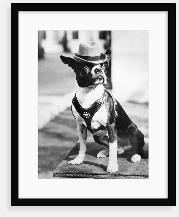 Portrait of dressed- up dog by Anonymous