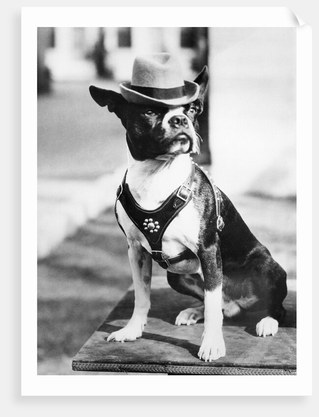 Portrait of dressed- up dog by Anonymous