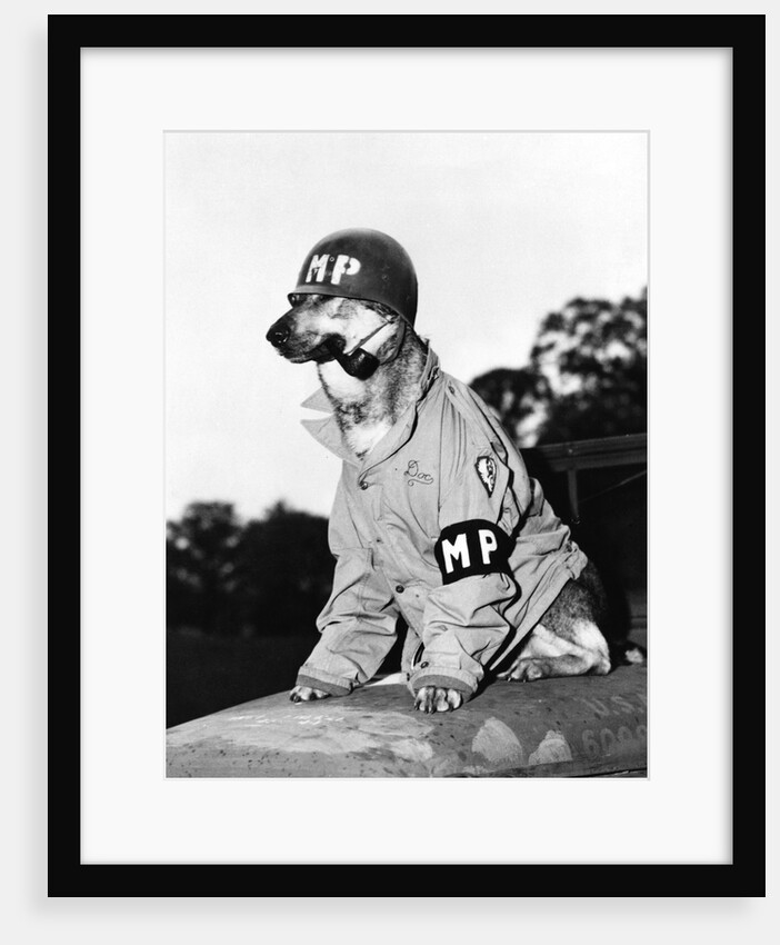Portrait of dressed- up dog by Anonymous