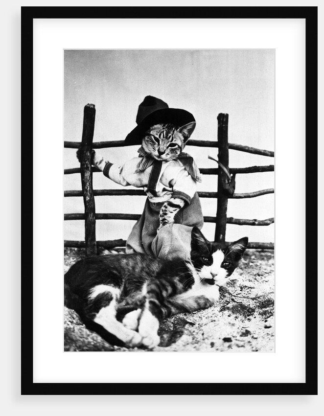 Portrait of dressed- up cats by Anonymous