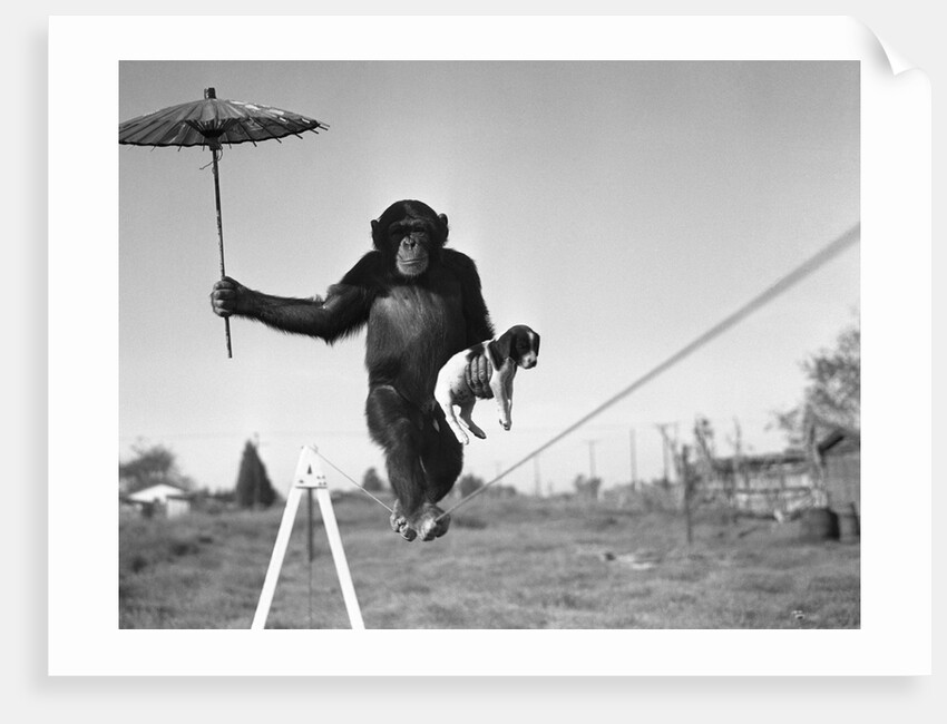 Chimp balancing on line with umbrella and puppy by Anonymous