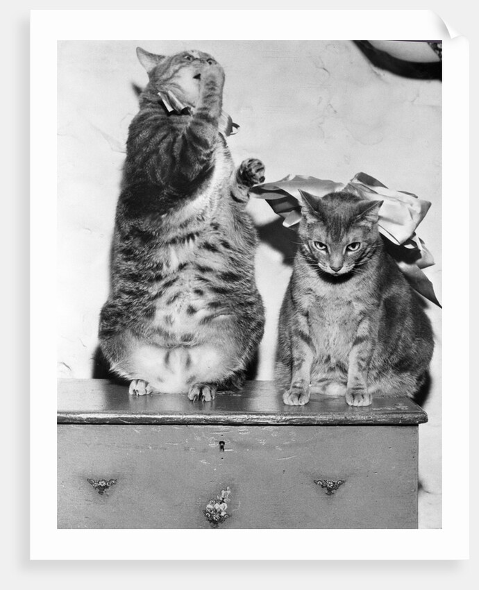 Portrait of two funny cats by Anonymous