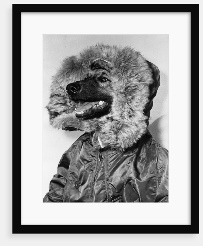 Portrait of dog in anorak by Anonymous