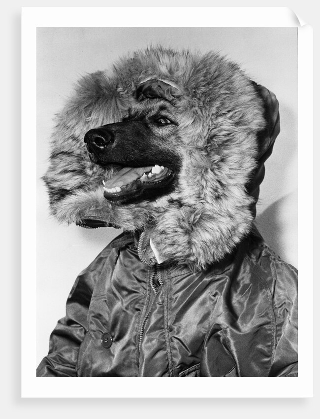 Portrait of dog in anorak by Anonymous