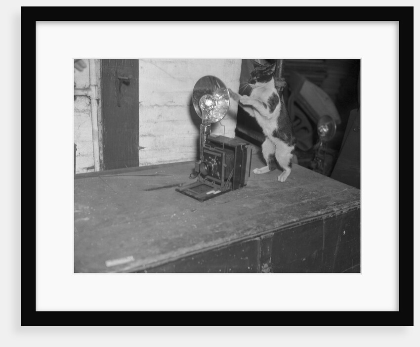 Cat photographing with camera by Anonymous