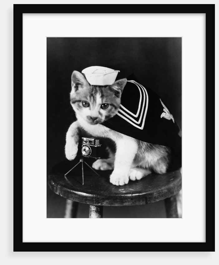 Cute little kitten dressed-up as sailor by Anonymous
