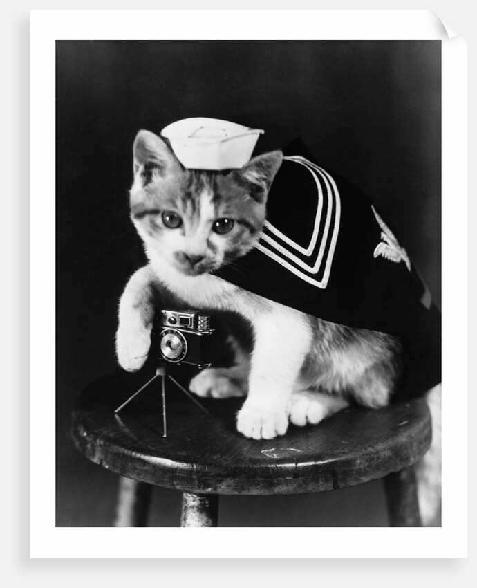 Cute little kitten dressed-up as sailor by Corbis