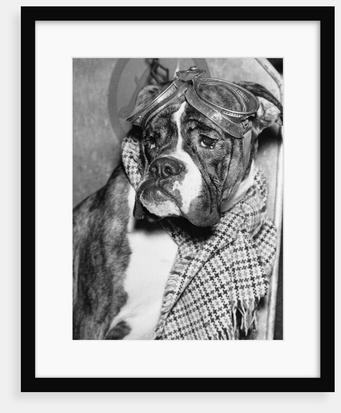 Cute wrinkled boxer dog dressed-up in checked scarf and goggles by Anonymous