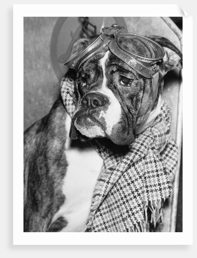 Cute wrinkled boxer dog dressed-up in checked scarf and goggles by Anonymous