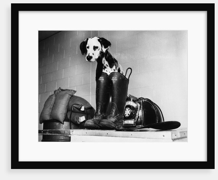 Dalmatian dog sitting next to fire fighter's gear by Anonymous