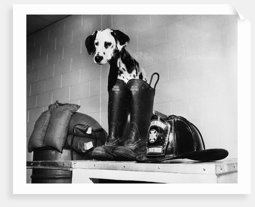Dalmatian dog sitting next to fire fighter's gear by Anonymous