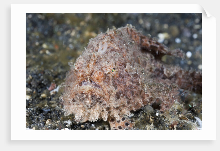 Hispid Frogfish (Antennarius hispidus) by Anonymous