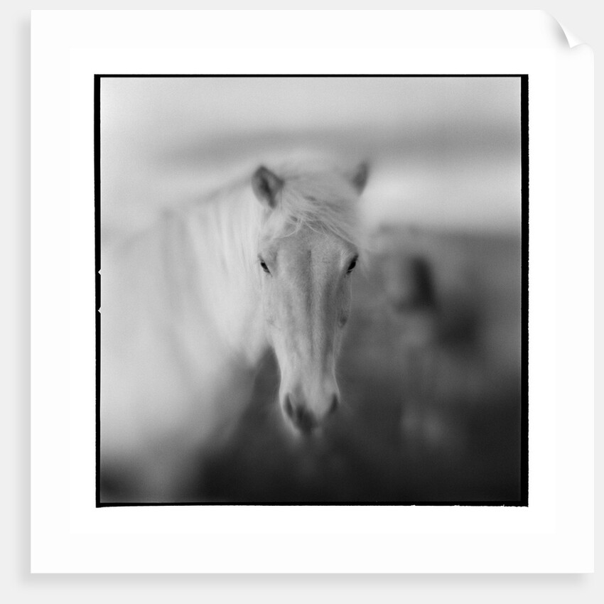 Icelandic Pony, Iceland by Anonymous