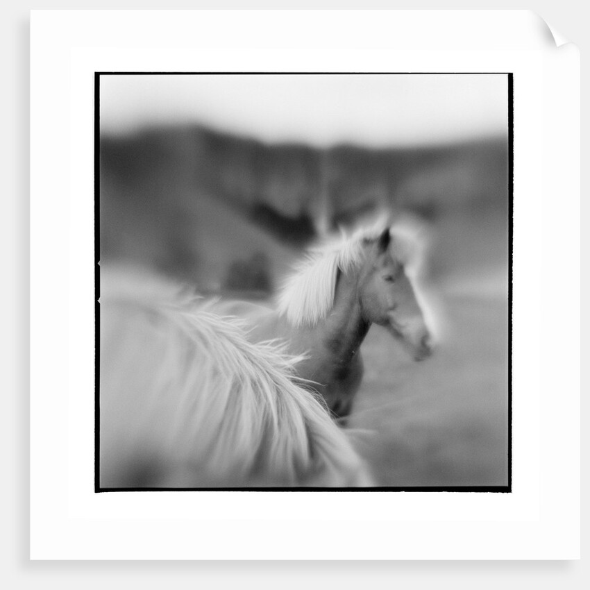 Icelandic Ponies, Iceland by Anonymous