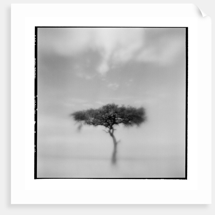 Acacia Tree, Masai Mara Game Reserve, Kenya by Anonymous