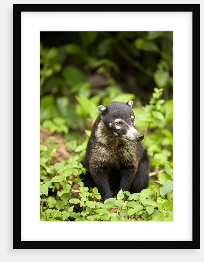 Coati, Costa Rica by Anonymous
