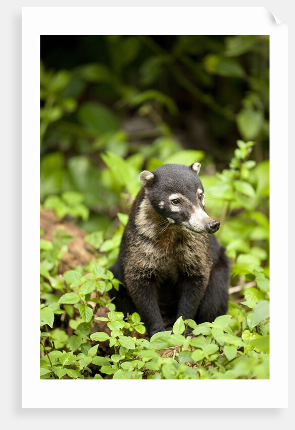 Coati, Costa Rica by Anonymous
