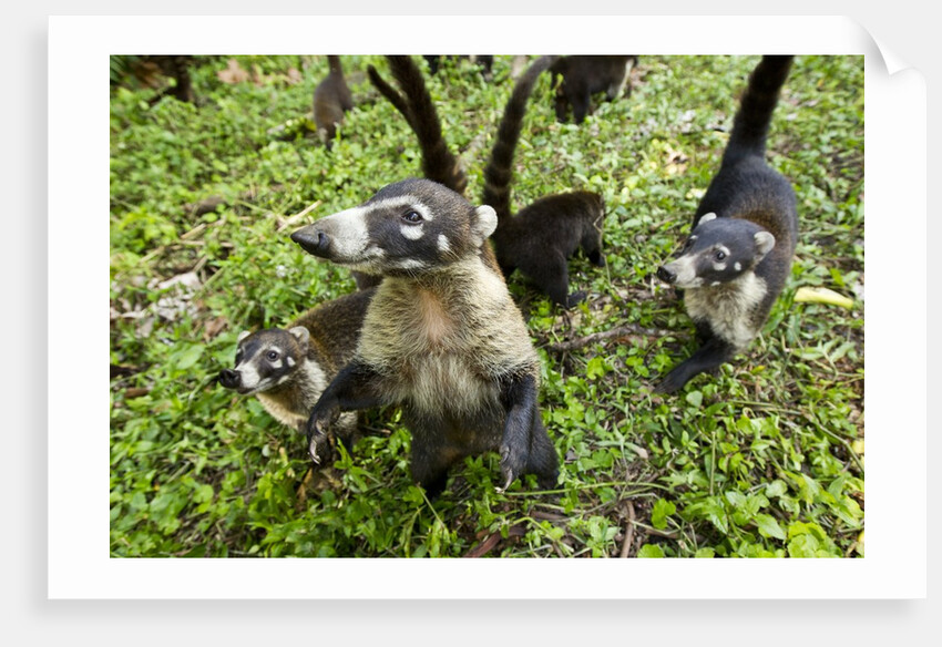 Coati, Costa Rica by Anonymous