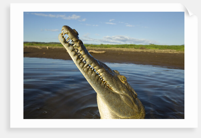American Crocodile, Costa Rica by Anonymous