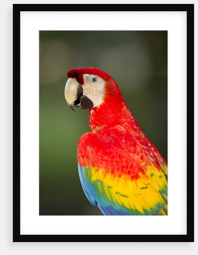 Scarlet Macaw, Costa Rica by Anonymous