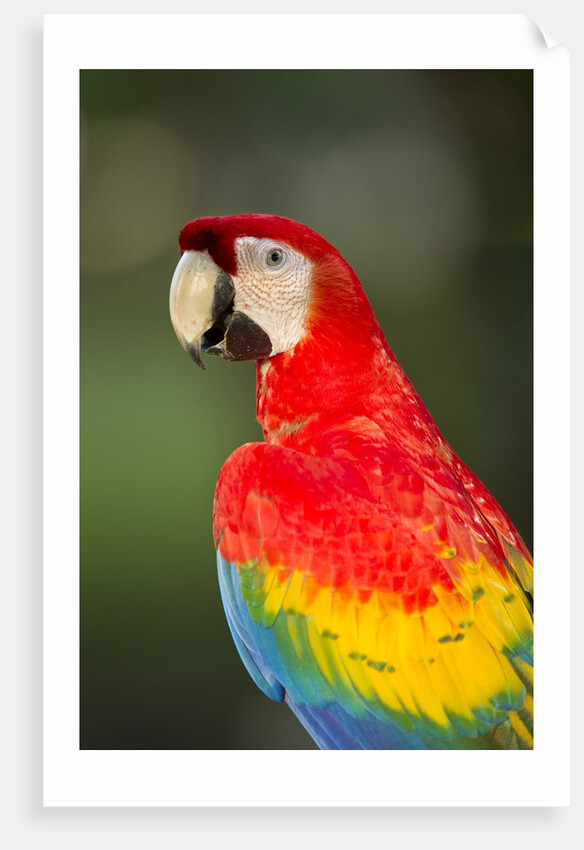 Scarlet Macaw, Costa Rica by Anonymous